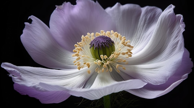 A flower that is white and purple in color