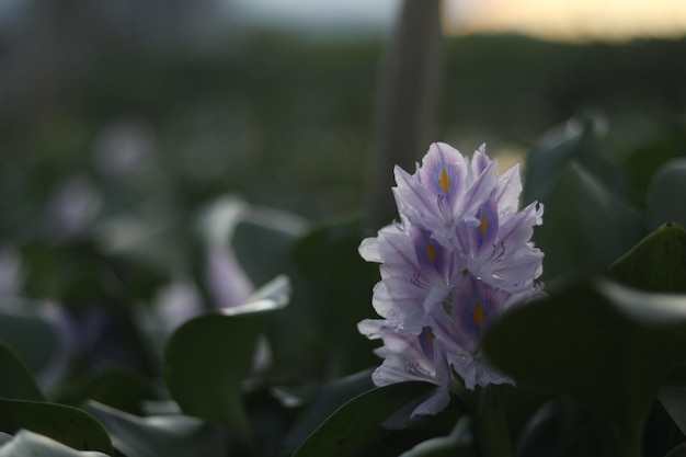 A flower that is white and purple