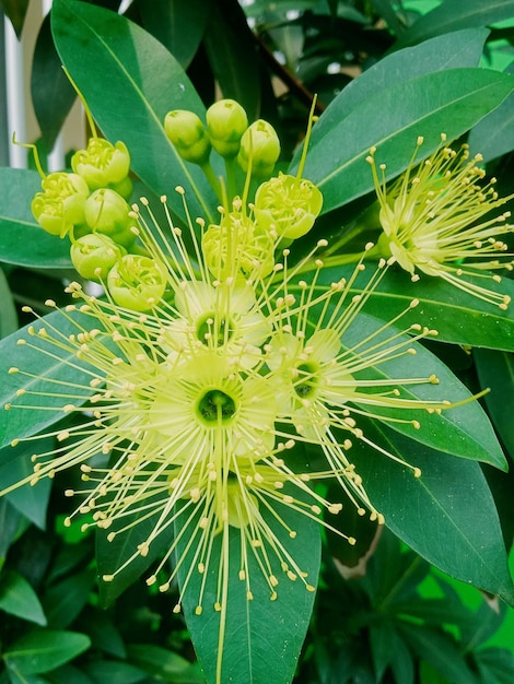 Photo a flower that is yellow and green with the word 