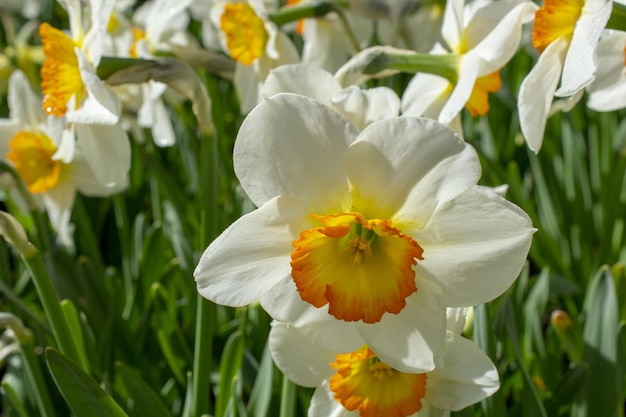 A flower that is yellow and white