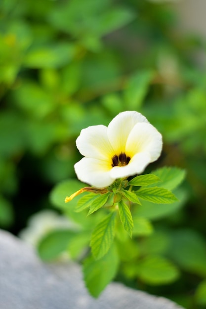 Photo a flower that is yellow and white