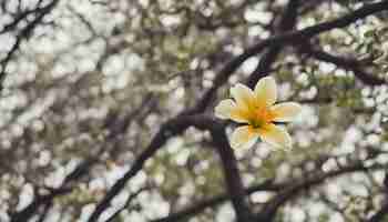 Photo a flower that is yellow and white