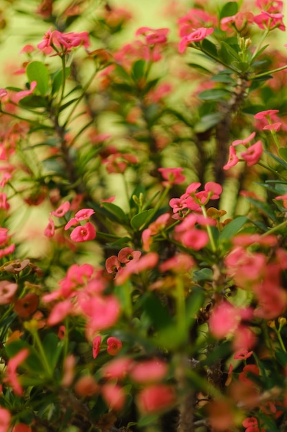 Foto fiore di spina euphorbia milii