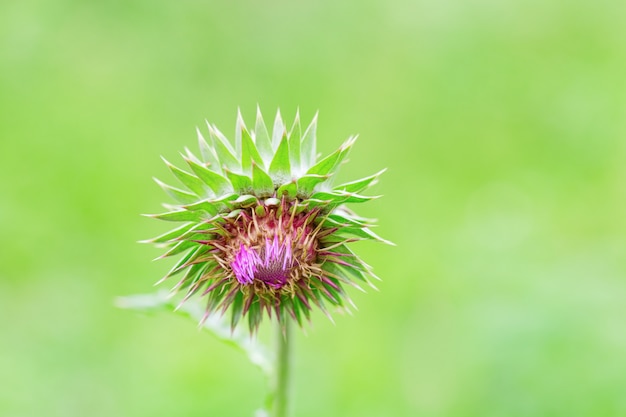 Flower thorn on green blurred background, 