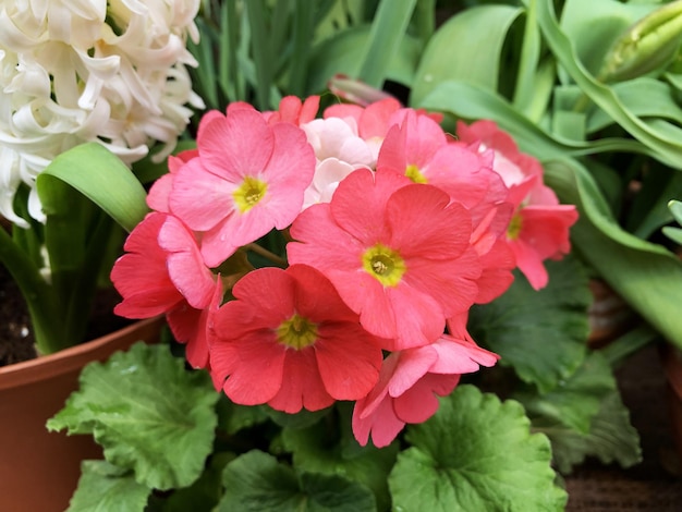 A flower touchmenot pink cute flowers with green leaves high quality photo