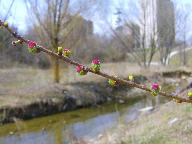 早春に咲く花の木