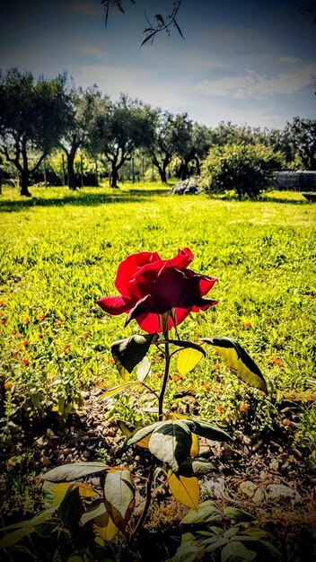 Flower tree on field against sky