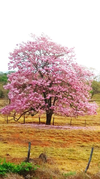 Flower tree in field