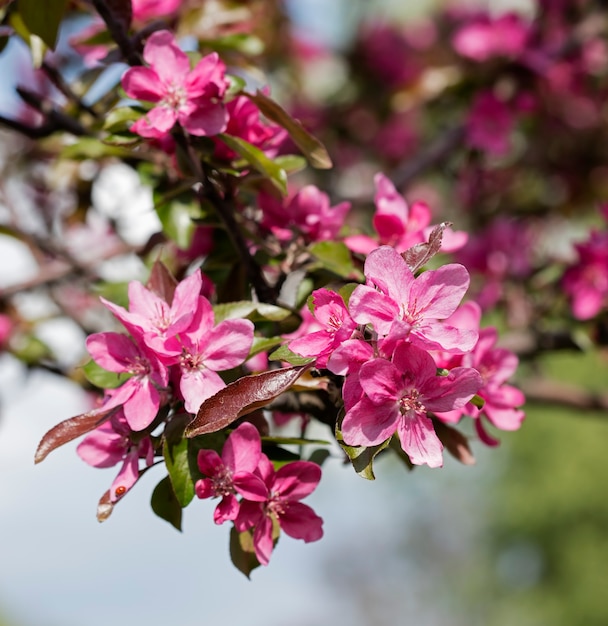 木の上の花、開花木