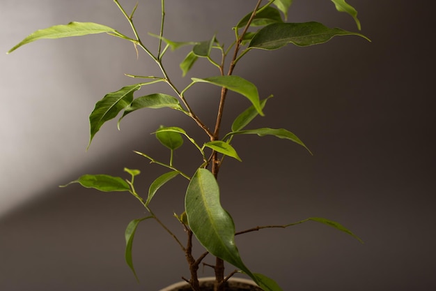 Flower tree growing in a pot on a gray background