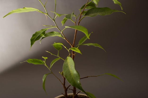 灰色の背景に鍋で育つ花の木