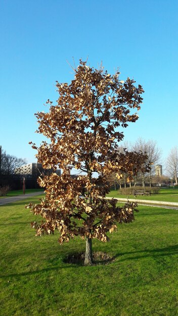 Flower tree on landscape against clear sky