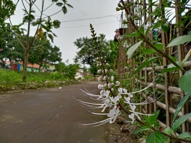 A flower on a tree in the middle of the road