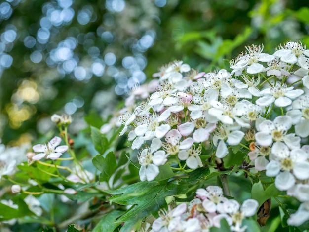 公園の木に花