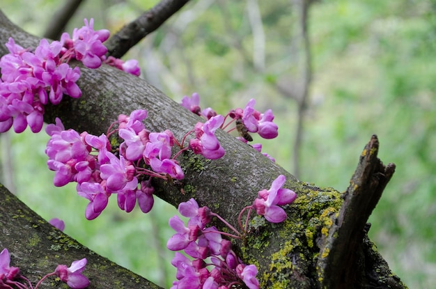 Foto fiore sull'albero