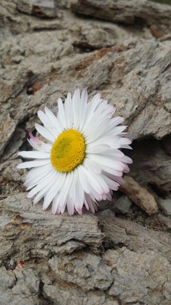 木の花