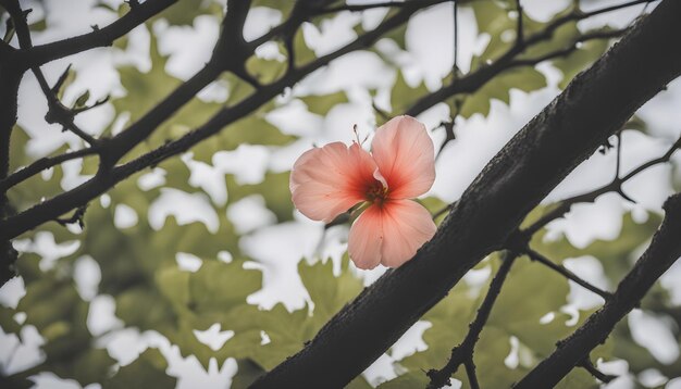 Photo a flower on a tree