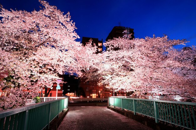 写真 夜の空に照らされた花の木