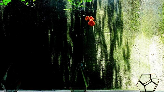 Foto alberi da fiore in acqua