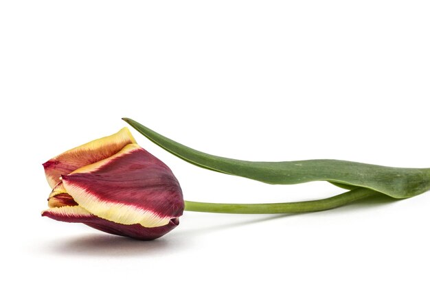 Цветок тюльпана изолирован на белом фоне