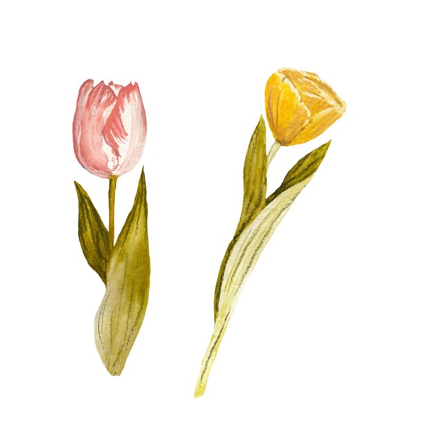 花チューリップ ピンク イエローの簡単なスケッチ。水彩イラストです。手描きのテクスチャ、分離。