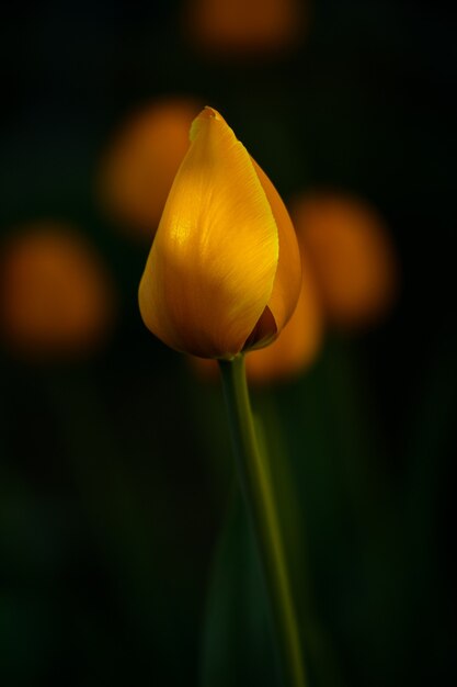 Flower tulips background. Beautiful view of red tulips under sunlight landscape at the middle of spring or summer.