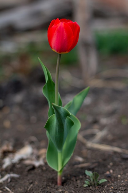 Flower tulips background beautiful view of red tulips under
sunlight landscape at the middle of spring or summer