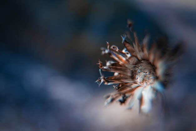 写真 枯れた植物の開花