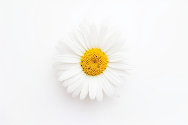 Flower vast in white color isolated on white background chamomile flower