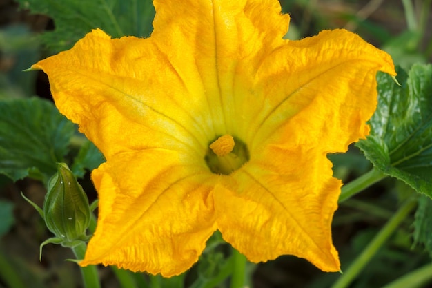 Flower of vegetable marrow growing on the bush Zucchini plant and flower in the summer garden