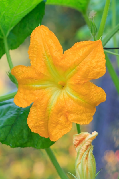 Flower of vegetable marrow growing on bush.