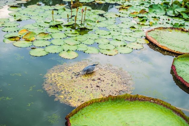 페루 아마존 열대우림에 있는 세계에서 가장 큰 수생식물인 빅토리아 아마조니카(Victoria Amazonica) 또는 빅토리아 레지아(Victoria Regia)의 꽃