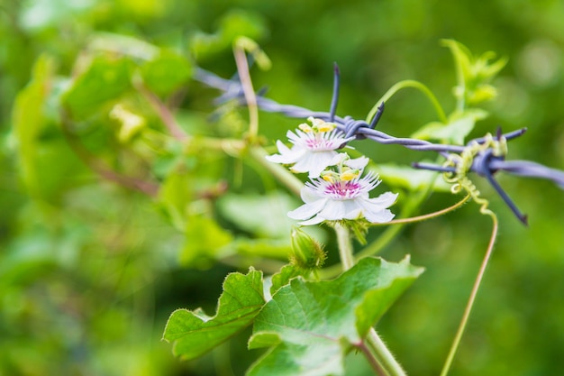 Photo flower vine background