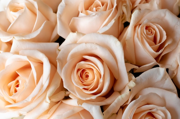 flower wall, wall of natural cream roses, natural cream roses