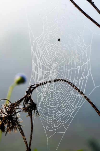 Flower and water drops on spider web 