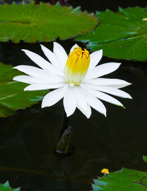 池の睡蓮の花。閉じる。