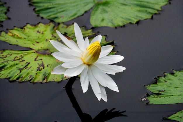 池の睡蓮の花。閉じる。