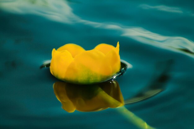 水の中の花