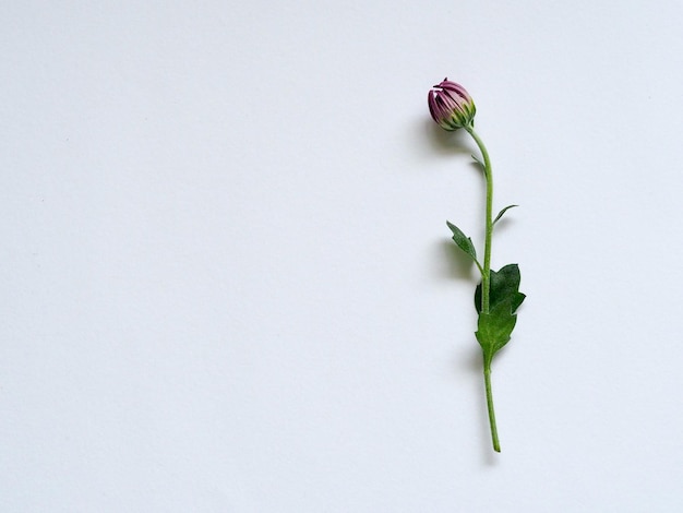 flower white background