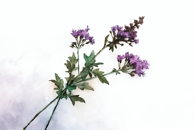 A flower on a white background