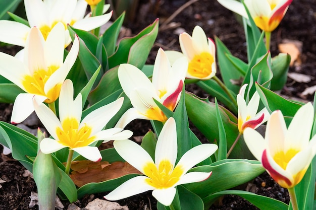 Tulipano botanico bianco fiore