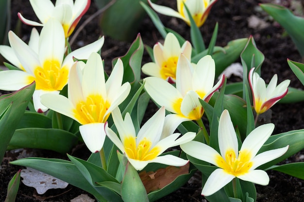 Tulipano botanico bianco fiore