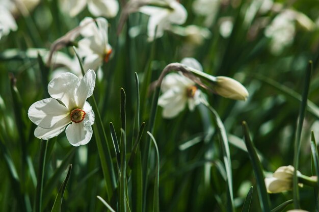 Flower of white daffodils on blurred background Wallpaper or postcard