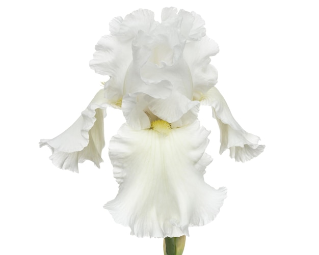 Flower of white iris closeup isolated on white background