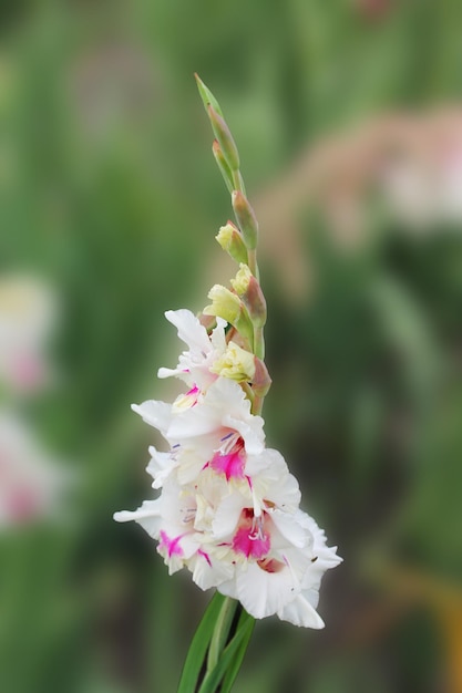 Un fiore di gladiolo bianco e rosso è nell'aiuola di un giardino botanico bellissimo fiore di gladiolo su uno sfondo verde isolato