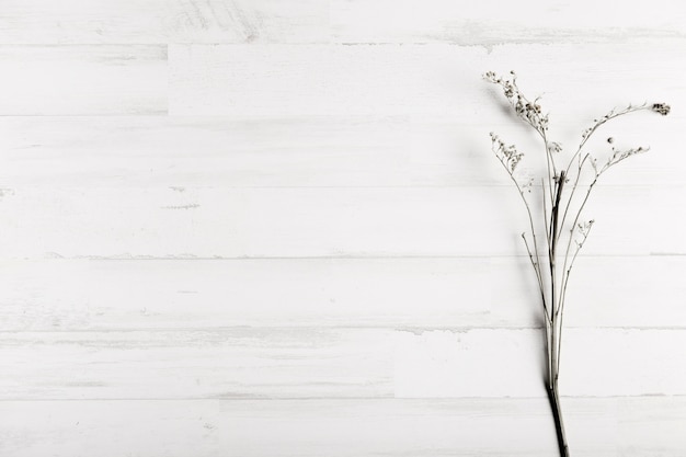 Foto fiore sul fondo di legno bianco della parete