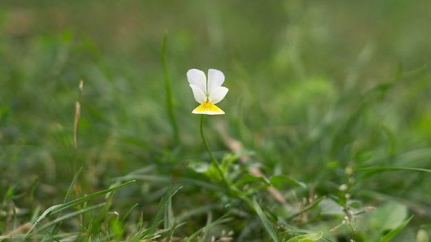 Photo flower of a wild field pansy viola arvensis