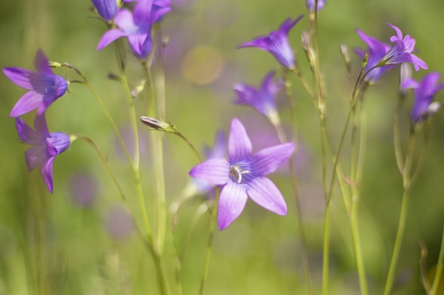 야생 경사로 도라지의 꽃입니다. 라틴어 이름은 Campanula Portenschlagiana Syn Campanula Muralis입니다.