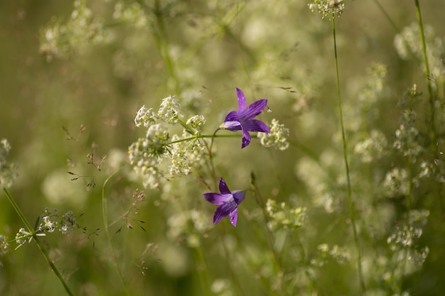 野生の大暴れの桔梗の花