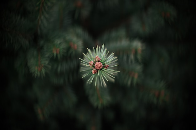 Fiore con sfondo sfocato